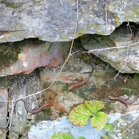 Vakantiehuis 2 Weinhaus Marmann Osann-Monzel